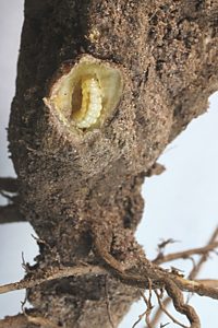 Ethonion cf. reichei, PL2546A, larva, in Pultenaea largiflorens root crown gall, SL, 5.2 × 1.3 mm